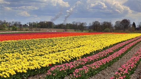 tulpenfelder grevenbroich